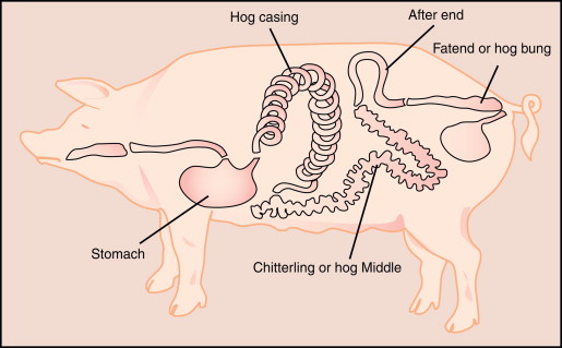 Natural sausage Hog casings